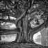 American Oak