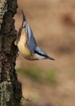 Nuthatch