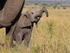 Baby Elephant at mother's side in the Masai Mara
