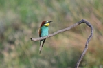 European Bee-eater