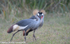 Crown cranes