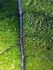 Leaf macro