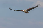 African Fish Eagle