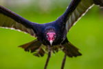 turkey vulture Cathartes aura-5023