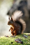 Red Squirrel 11
