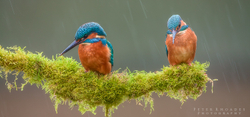 Kingfishers