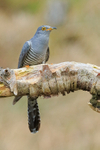 Cuckoo (male) portrait, Scotland