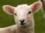 Lamb