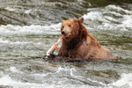 Grizzly Bear skinning Sockeye salmon, Brooks Falls, Alaska