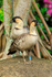 Hawaiian Geese pair, Kilauea Point, Kauai