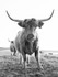 The Highlands of Fanad