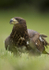 Juvenile White tailed Eagle