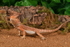 Bearded Dragon 1