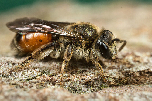 [i]Andrena labiata[/i] female.  Staffordshire garden, April 2015.

This is one of only four Staffordshire records a…