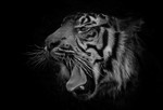 Tiger Yawn