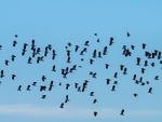 Lapwings
