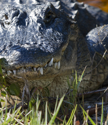 AnimalsCreatures 069