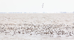 SPRING WATERFOWL - NORFOLK COUNTY