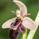 Bee orchid Fly orchid hybrid (Ophrys apifera x O. insectifera) O. x pietschii