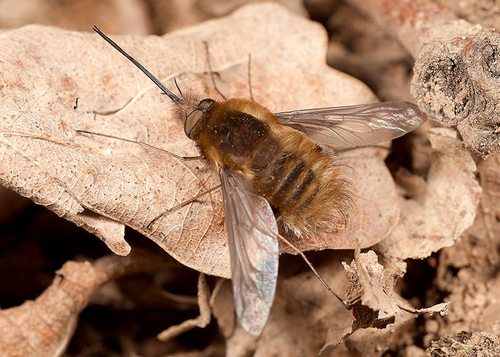 Bee fly ([i]Bombylius major[/i]) male resting in an [i]Andrena clarkella[/i] Mining Bee colony. Cubbington, Warwicksh…
