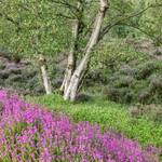 Heather, Stanton Moor (2)