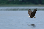 Flying Bald Eagle carrying fish, Minnesota, USA