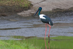 Jabiru female 1. 0A3A6774