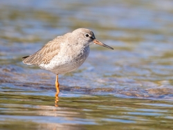 Redshank