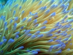 Sea Anemone