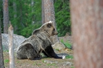 Brown Bear