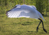 Fledgling spoonbill[teaspoon] flight