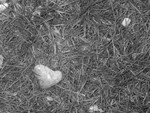 Heart Of Stone (b&w)