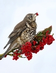Trush on Berrys,County Louth