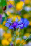 Corn Flower-5859