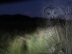 Night Owl