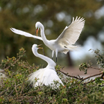 Great Egret arrives at nest, Venice Rookery, Florida