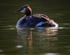 GREBE CHICKS 20
