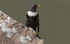 Male Ring Ouzel