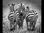 The Three Lookouts