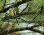 Panama Flycatcher, Gamboa, Panama