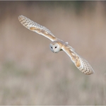 Barn Owl In Flight