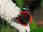 Red Admiral