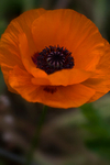 Orange flower - 5430