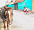 HORSE & SCHOOLBOYS - TRINIDAD DE CUBA