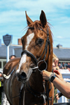 300526-Race 1-Forest Phoenix-0266