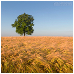 The Lone Tree (IMG0669)