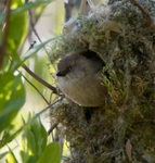 Bushtit female in nest
