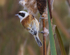 Male Penduline Tit
