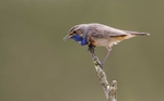 Male Bluethroat