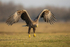 White-tailed Eagle